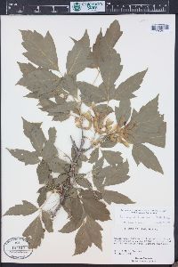 Acer negundo var. interius image