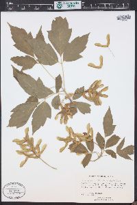 Acer negundo var. interius image