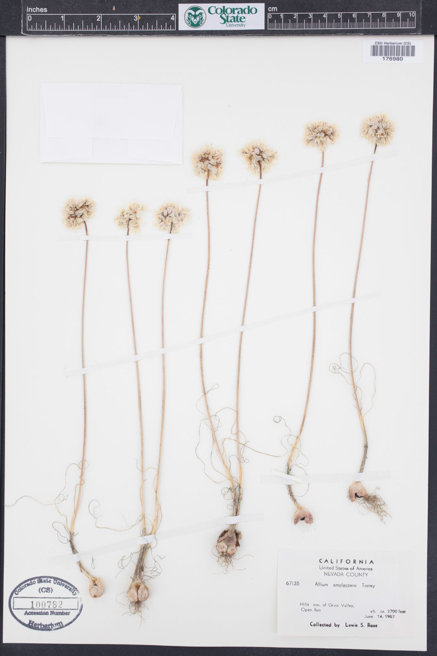 Allium amplectens image