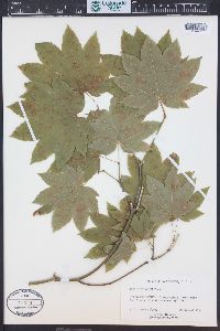 Acer circinatum image