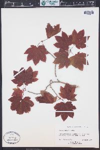 Acer circinatum image