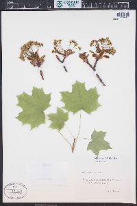 Acer platanoides image