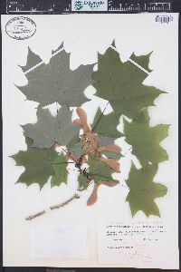 Acer platanoides image