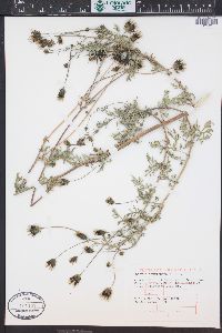 Bidens tenuisecta image