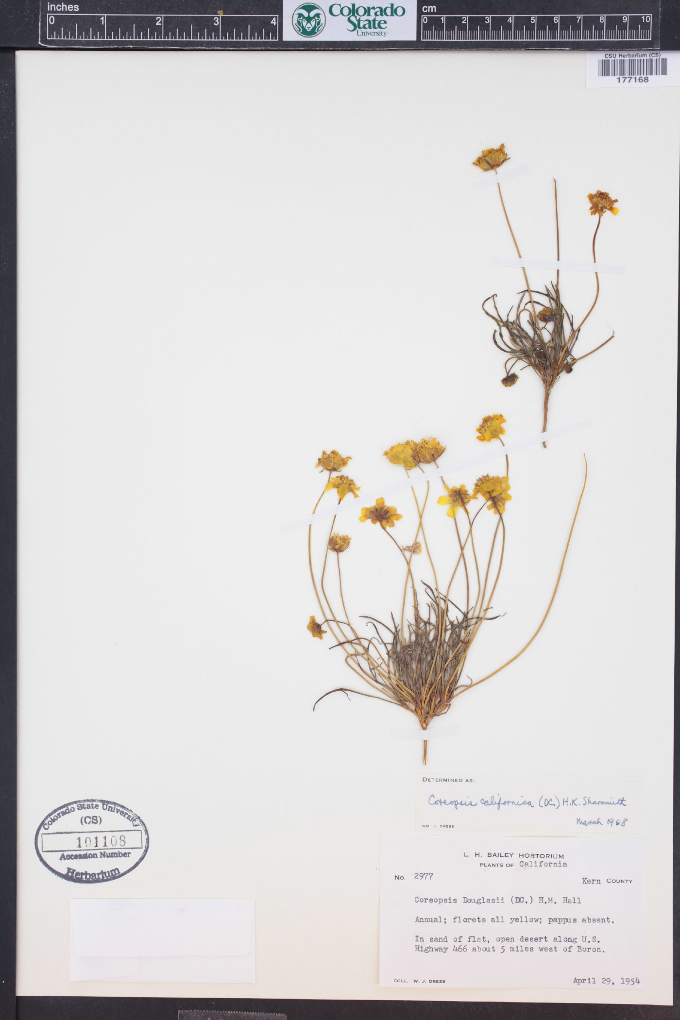 Coreopsis californica image