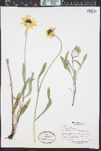 Rudbeckia hirta var. pulcherrima image