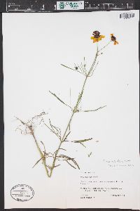 Coreopsis tinctoria image