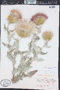 Cirsium undulatum image