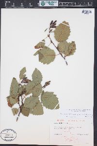 Alnus incana subsp. tenuifolia image