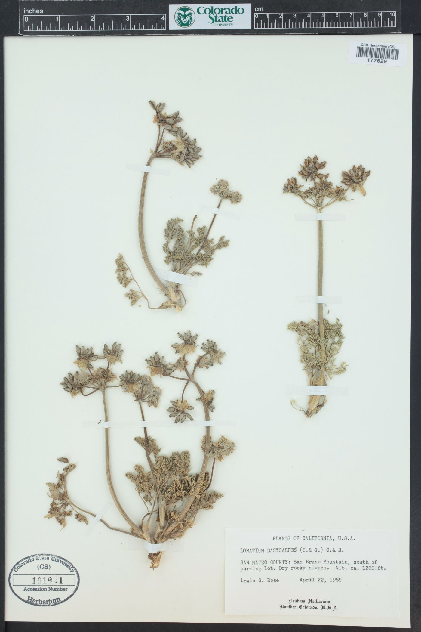 Lomatium dasycarpum image