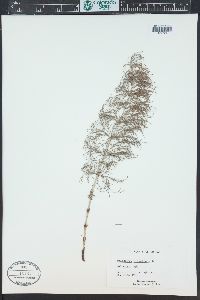 Equisetum sylvaticum image