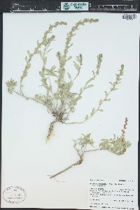 Atriplex gardneri image