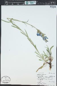 Penstemon strictus image