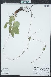 Fragaria vesca image