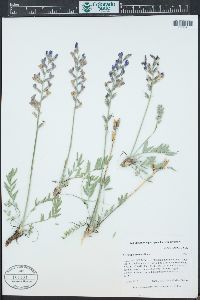 Oxytropis lambertii image