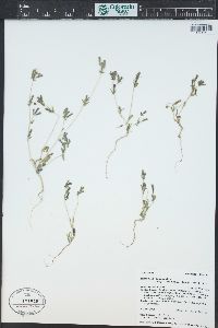 Mentzelia albicaulis image