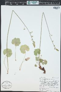 Heuchera parvifolia image