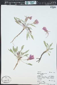 Oenothera cespitosa image