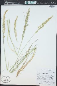 Calamagrostis stricta image