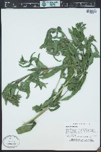 Epilobium hirsutum image