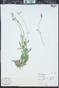 Silene douglasii image