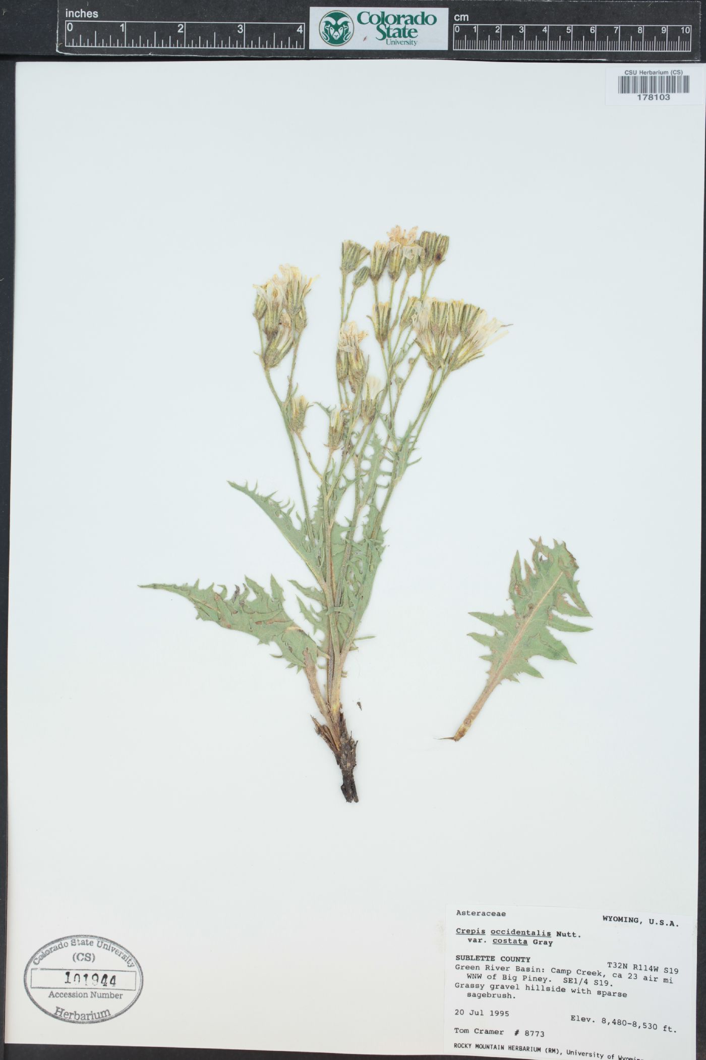 Crepis occidentalis subsp. costata image