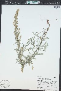 Artemisia ludoviciana subsp. incompta image