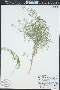 Brickellia longifolia image