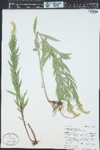 Solidago lepida var. salebrosa image