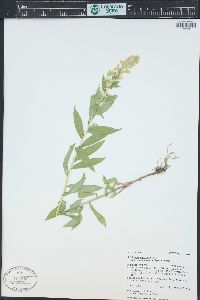 Solidago lepida image