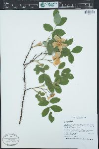 Rosa woodsii image