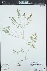 Astragalus miser image