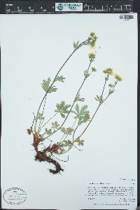 Potentilla diversifolia image