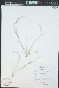 Aristida basiramea image