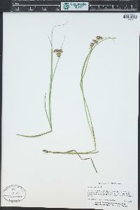 Juncus nodosus image