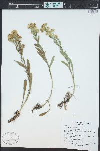 Solidago multiradiata image