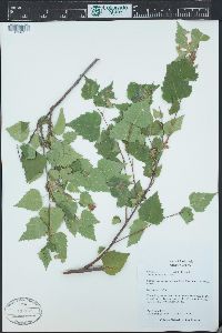 Betula populifolia image