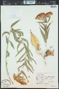 Asclepias tuberosa subsp. interior image