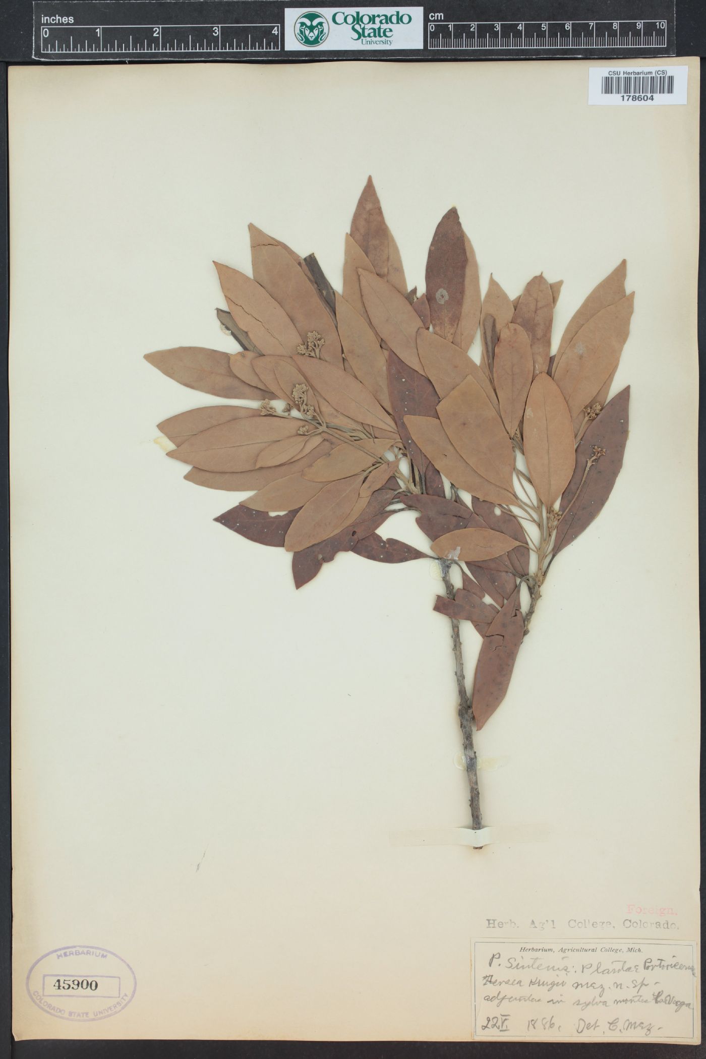 Psidium sintenisii image