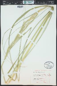 Spartina pectinata image