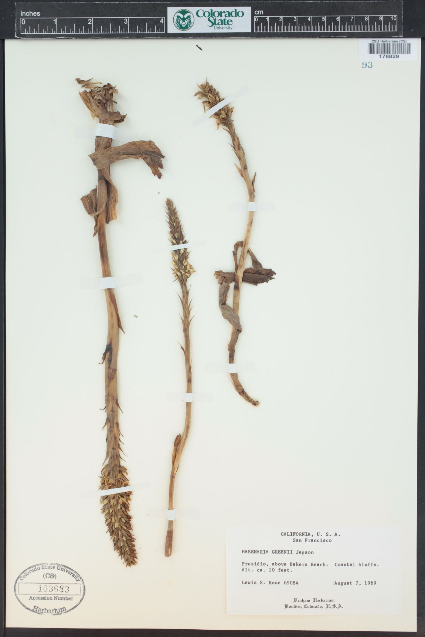 Piperia elegans image