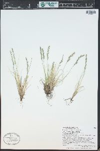 Festuca brachyphylla subsp. coloradensis image