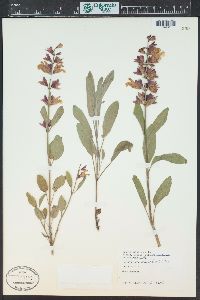 Salvia officinalis image