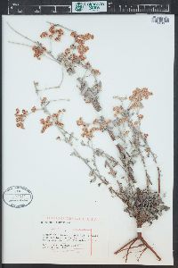 Eriogonum annuum image