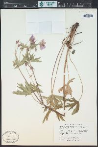 Geranium viscosissimum image