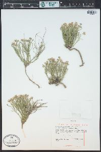 Chaetopappa ericoides image