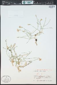 Lygodesmia juncea image