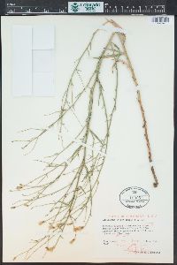 Lygodesmia juncea image