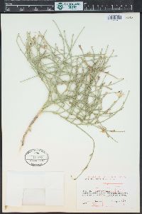 Lygodesmia juncea image