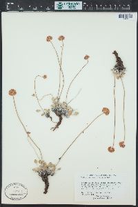 Eriogonum ovalifolium image